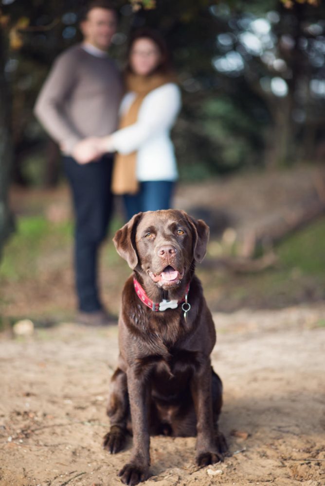 Engagement-shoot-with-pet-dogs
