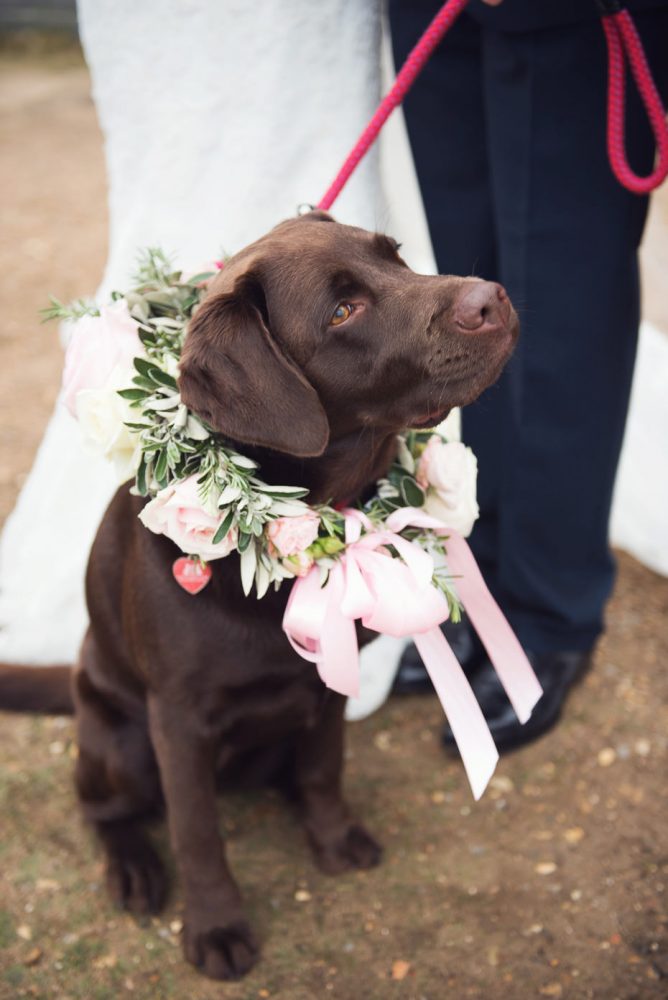 Beautiful wedding dog Molly adorned with pink and cream floral garland