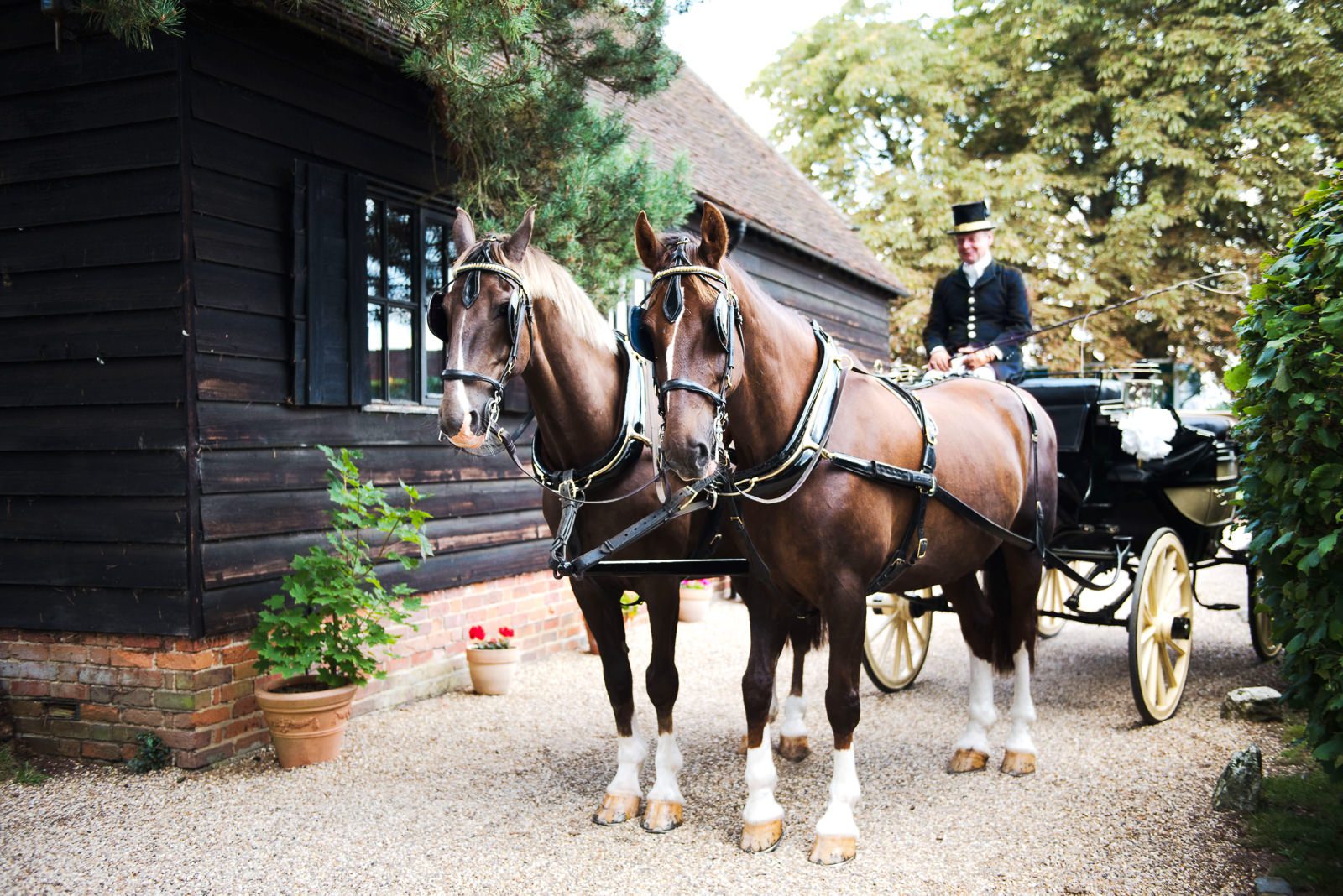 Gorgeous wedding coach and horses wait for the bride and her father to take them to church.